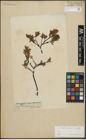 Foto von Salix arbuscula L.